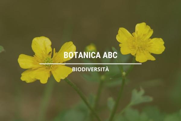 BOTANICA ABC
