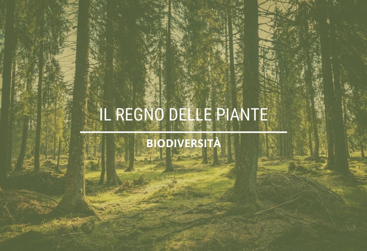 IL REGNO DELLE PIANTE