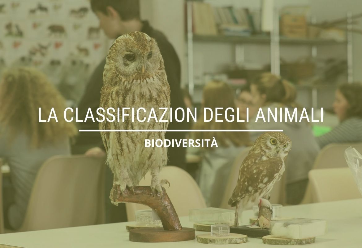 LA CLASSIFICAZIONE DEGLI ANIMALI