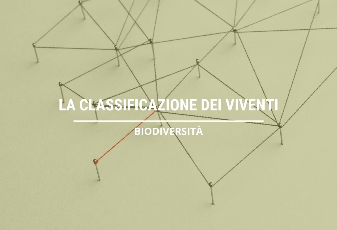 LA CLASSIFICAZIONE DEI VIVENTI