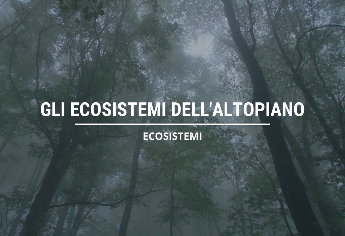 GLI ECOSISTEMI DELL'ALTOPIANO