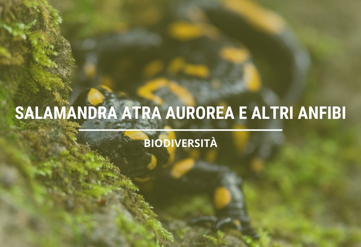 SALAMANDRA ATRA AUROREA E GLI ANFIBI