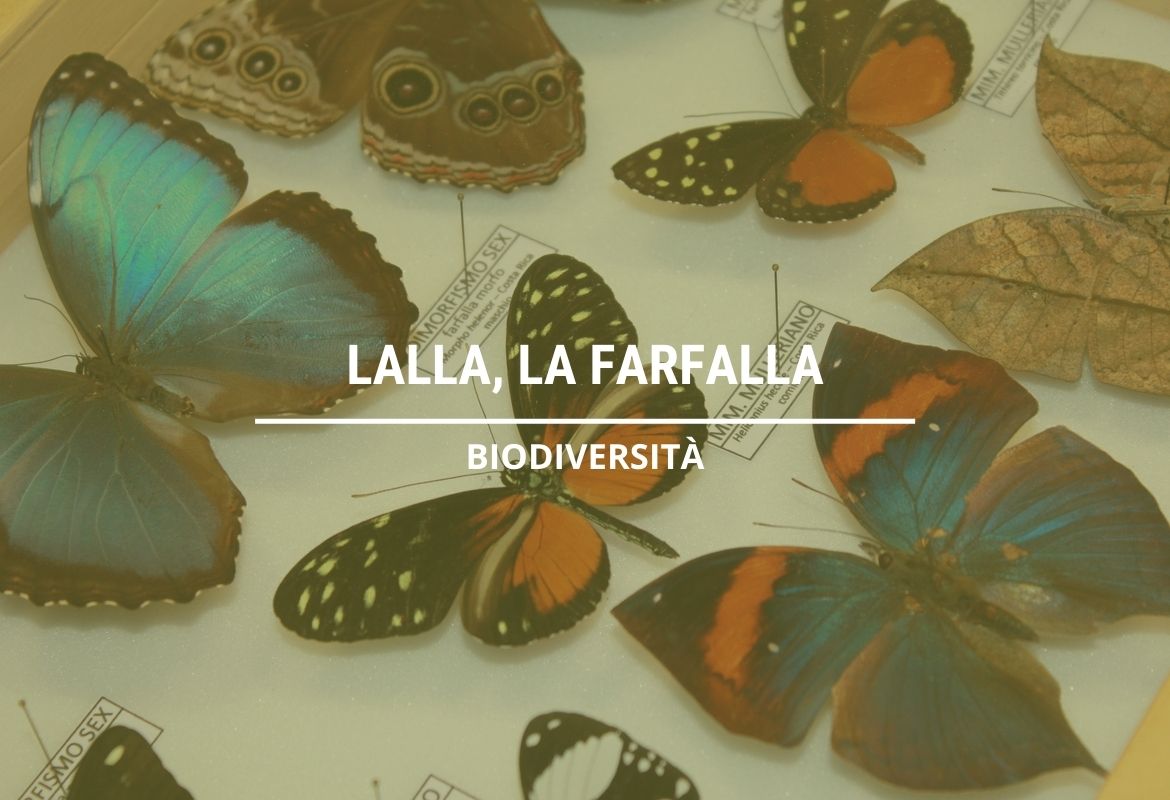 LALLA, LA FARFALLA