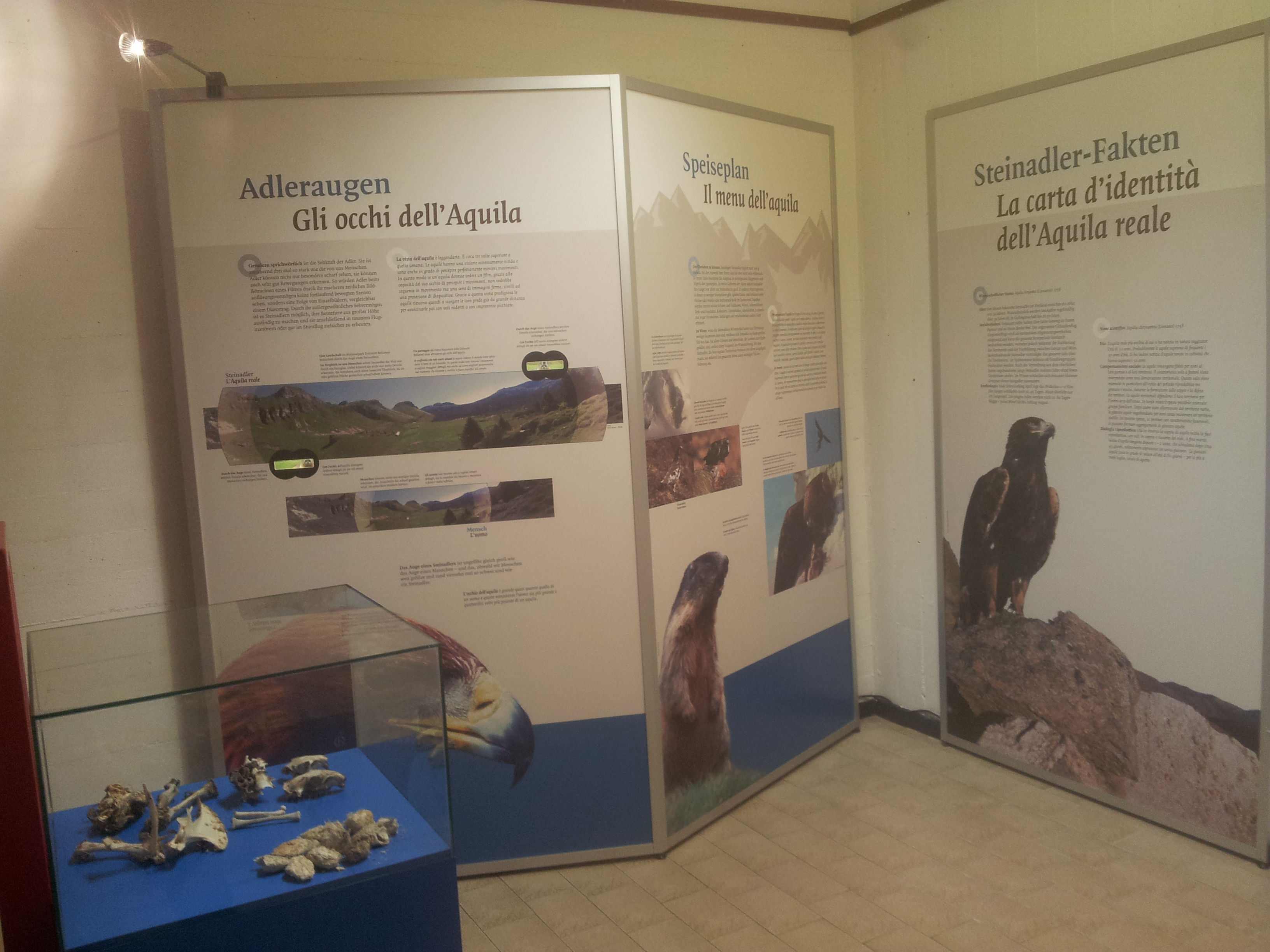 mostra aquila 