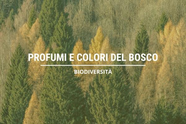 PROFUMI E COLORI DEL BOSCO